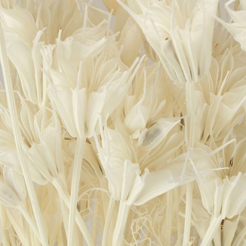 Prodotto Nigella Orientalis Fiori Secchi Cumino Nero Bianco 50cm 100g