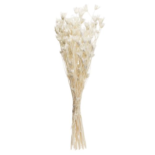 Prodotto Nigella Orientalis Fiori Secchi Cumino Nero Bianco 50cm 100g
