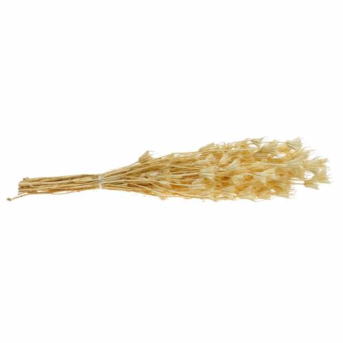 Floristik24 Semi di fiori essiccati Cumino nero sbiancato 100g