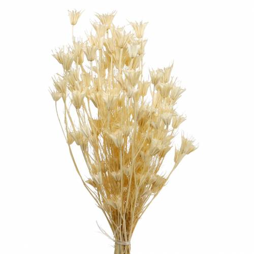 Semi di fiori essiccati Cumino nero sbiancato 100g