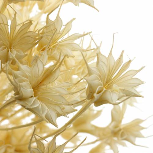 Floristik24 Semi di fiori essiccati Cumino nero sbiancato 100g