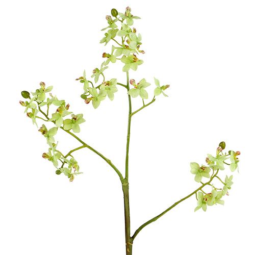 Floristik24 Orchidea 97 cm verde chiaro