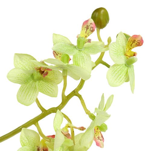 Floristik24 Orchidea 97 cm verde chiaro
