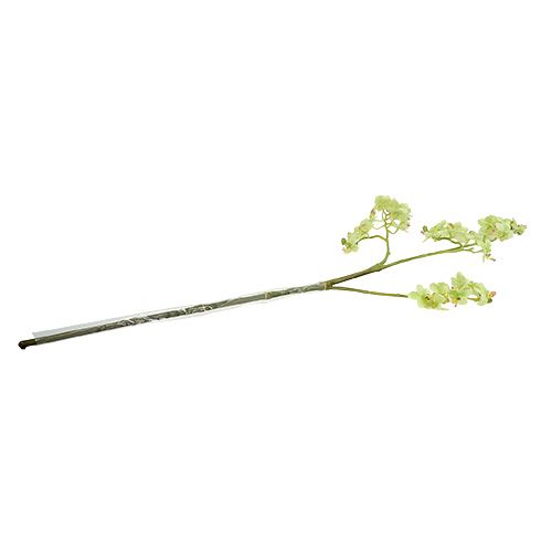 Floristik24 Orchidea 97 cm verde chiaro