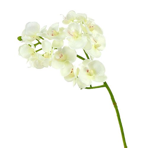 Prodotto Orchidea Crema-Bianco L57cm 6 pz