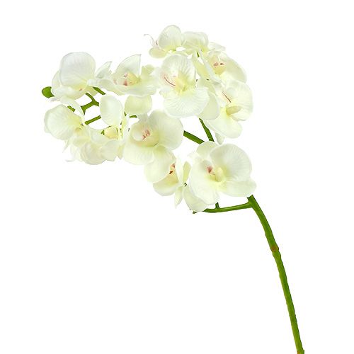 Floristik24 Orchidea bianco crema L57cm 6pz