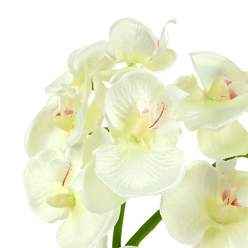 Prodotto Orchidea Crema-Bianco L57cm 6 pz