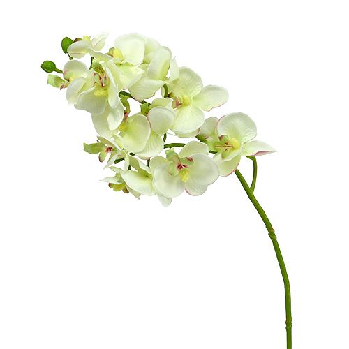 Orchidea verde chiaro 56cm 6pz