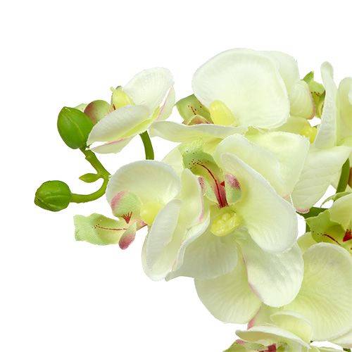 Prodotto Orchidea verde chiaro 56cm 6pz