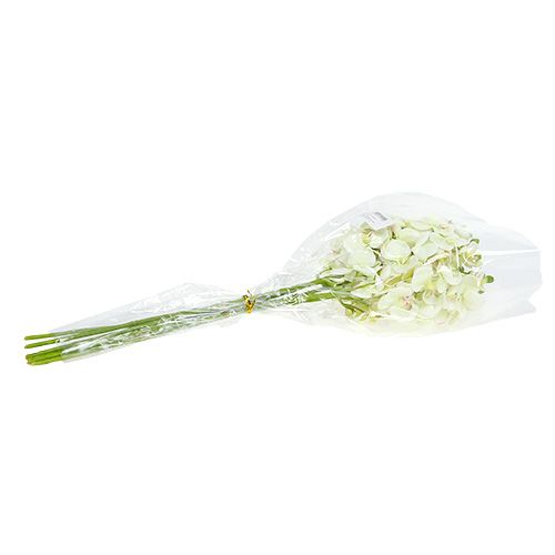Prodotto Orchidea verde chiaro 56cm 6pz