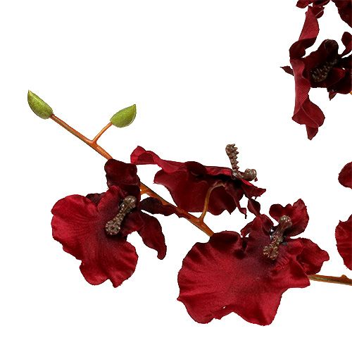 Prodotto Orchid Oncidium 70 cm rosso scuro 3 pezzi