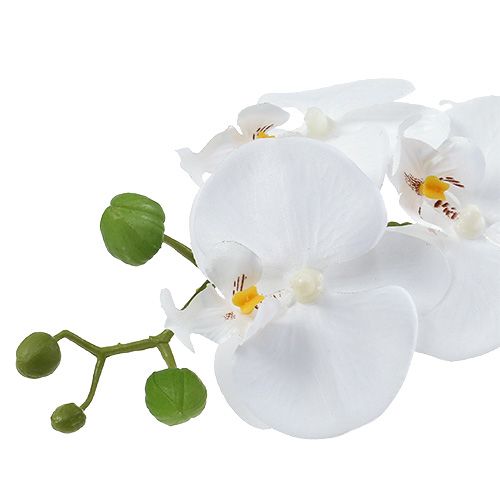 Prodotto Orchidea Phalaenopsis in tazza bianca H40cm