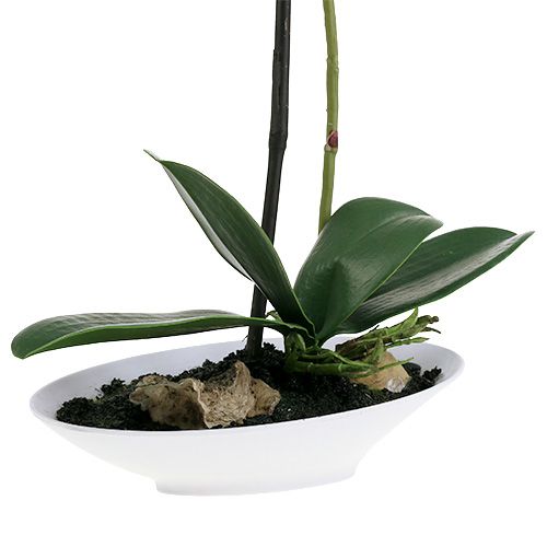 Floristik24 Orchidea Phalaenopsis in tazza bianca H40cm