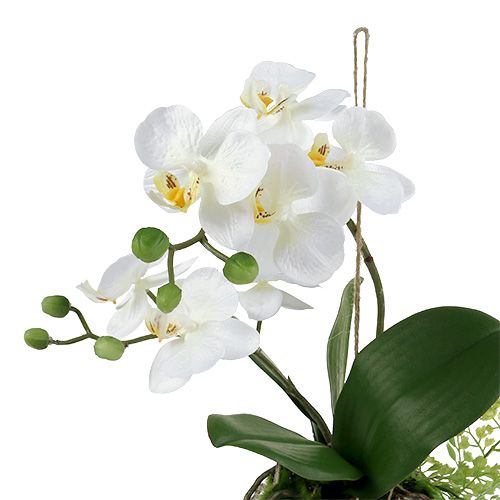 Prodotto Orchidea Phalaenopsis da appendere H33cm crema