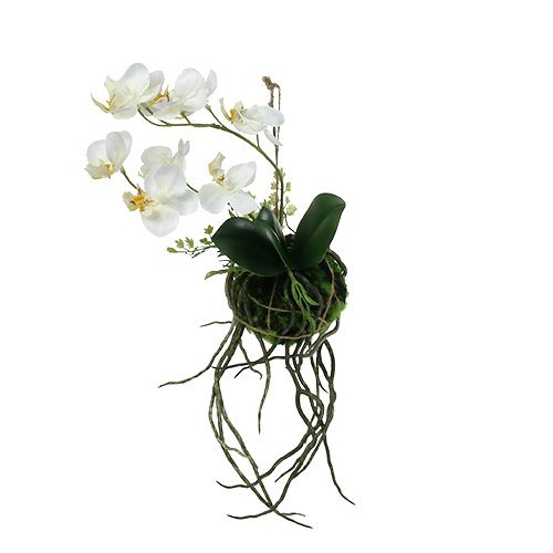 Floristik24 Orchidea Phalaenopsis da appendere H26cm crema