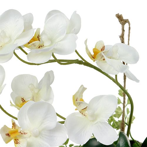 Floristik24 Orchidea Phalaenopsis da appendere H26cm crema
