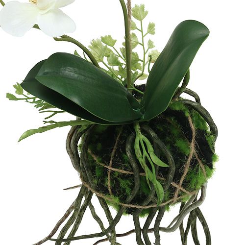 Floristik24 Orchidea Phalaenopsis da appendere H26cm crema