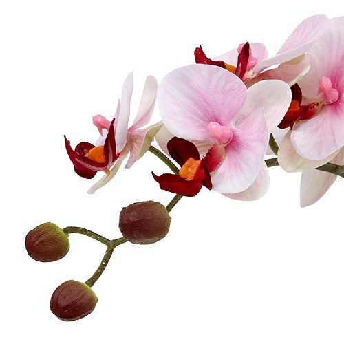 Prodotto Orchidea rosa in vaso di ceramica 31 cm