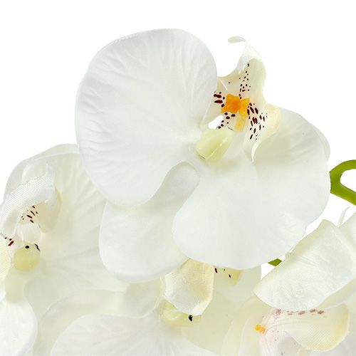 Floristik24 Orchidea bianca artificiale L73cm 4 pezzi