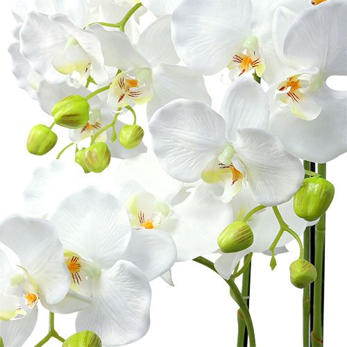 Prodotto Orchidea bianca con globo 110cm