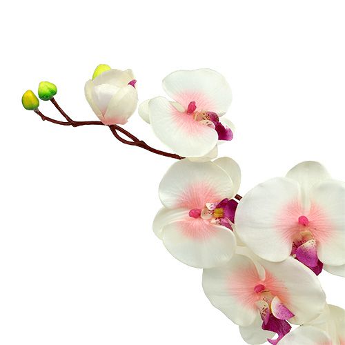 Prodotto Orchidea con 2 rami 60 cm bianco-rosa