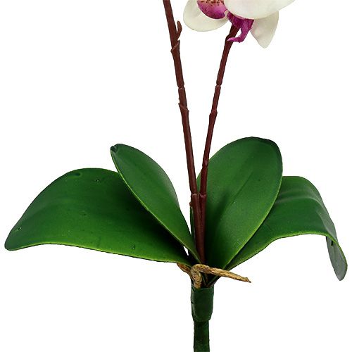 Floristik24 Orchidea con 2 rami 60 cm bianco-rosa