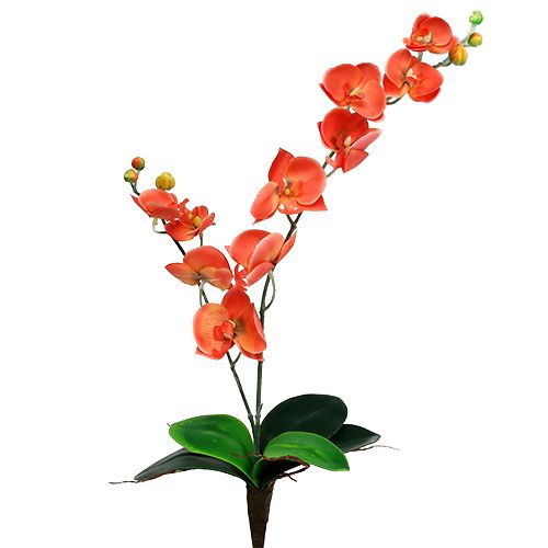 Floristik24 Orchidea due rami 60cm arancione