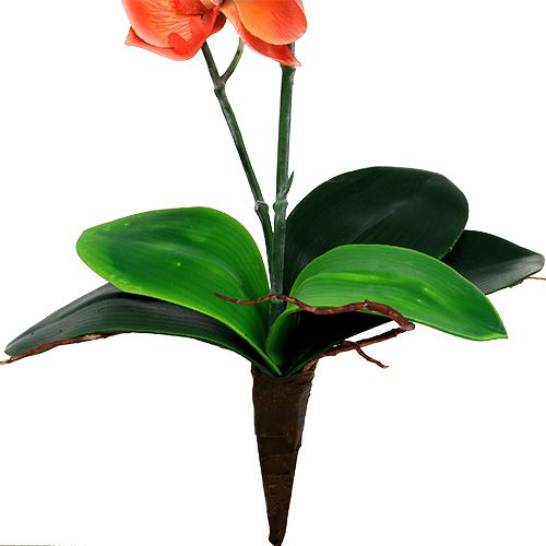 Floristik24 Orchidea due rami 60cm arancione