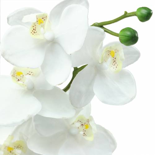 Prodotto Orchidea bianca 77 cm
