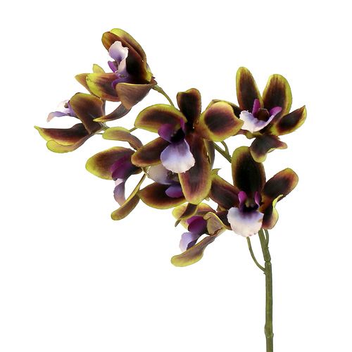 Floristik24 Orchid Cymbidium Green, Purple L38cm 4 pezzi