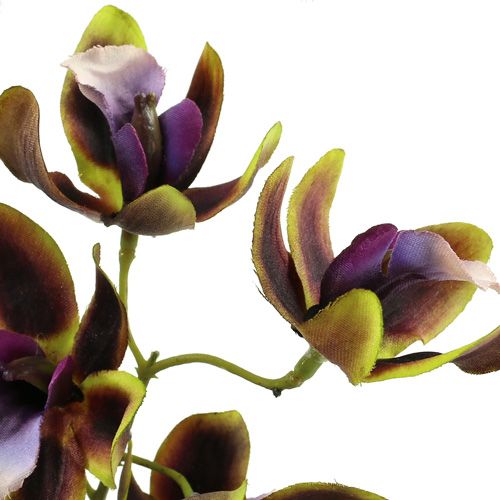 Floristik24 Orchid Cymbidium Green, Purple L38cm 4 pezzi