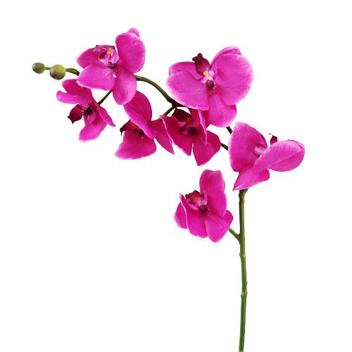 Floristik24 Orchidea Phalaenopsis Pink 75cm