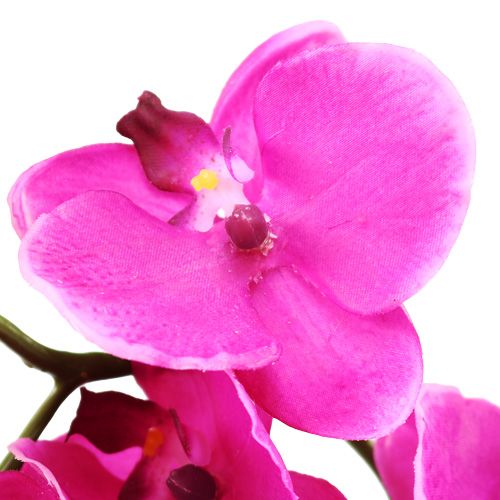Floristik24 Orchidea Phalaenopsis Pink 75cm