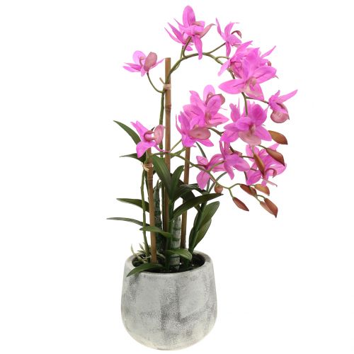 Floristik24 Orchidea in vaso viola H55cm