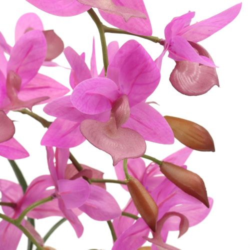 Floristik24 Orchidea in vaso viola H55cm