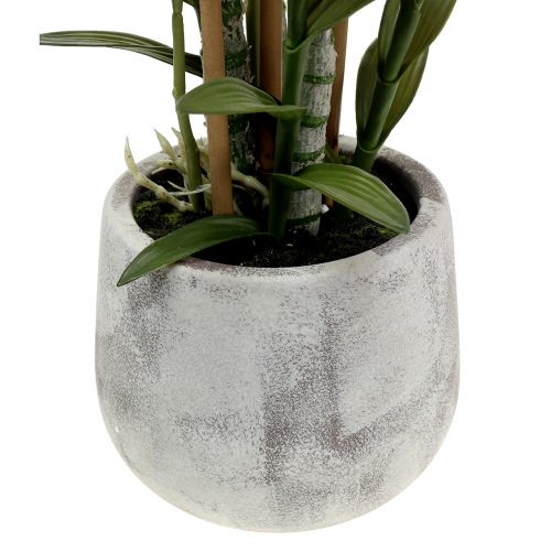 Floristik24 Orchidea in vaso viola H55cm
