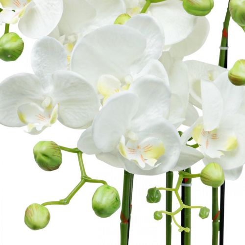 Floristik24 Orchidee artificiali in vaso pianta artificiale bianca 63cm