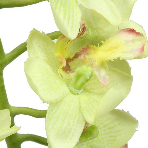 Prodotto Orchidea 56 cm verde chiaro