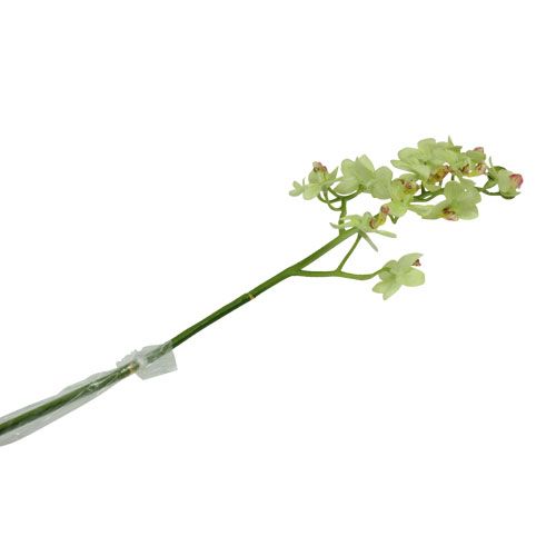 Floristik24 Orchidea 56 cm verde chiaro