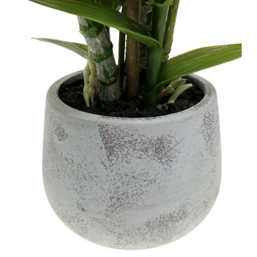 Floristik24 Orchidea in vaso di salmone H41cm