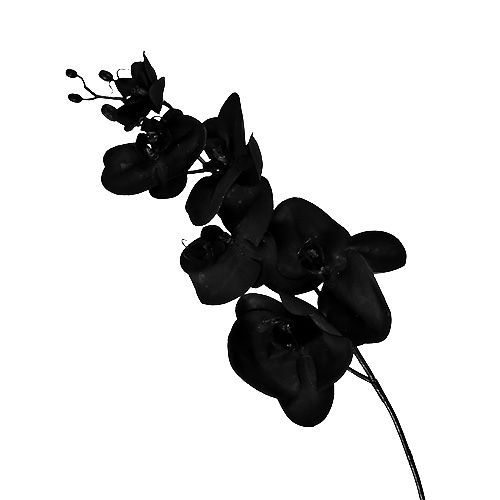 Floristik24 Orchidea nera L80cm