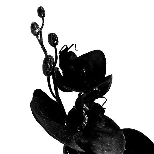 Prodotto Orchidea nera L80cm