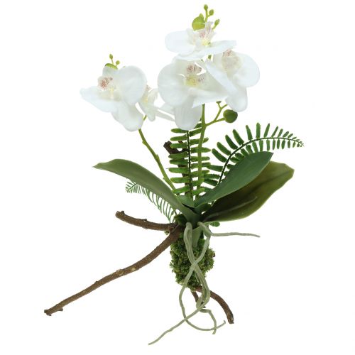 Floristik24 Orchidea bianca con mossballs e radici 36cm