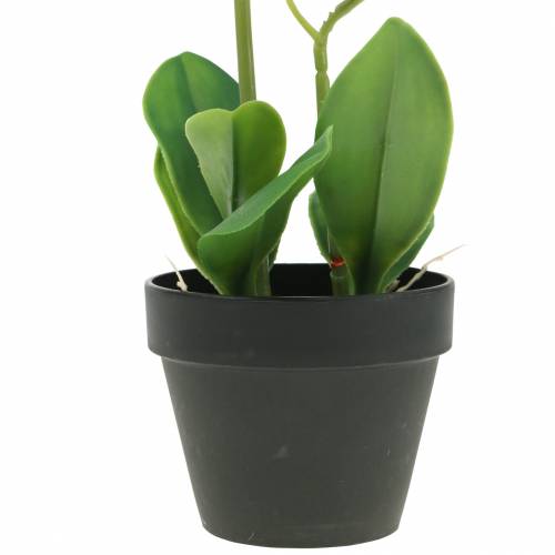 Floristik24 Orchidee bianche in vaso pianta artificiale H35cm