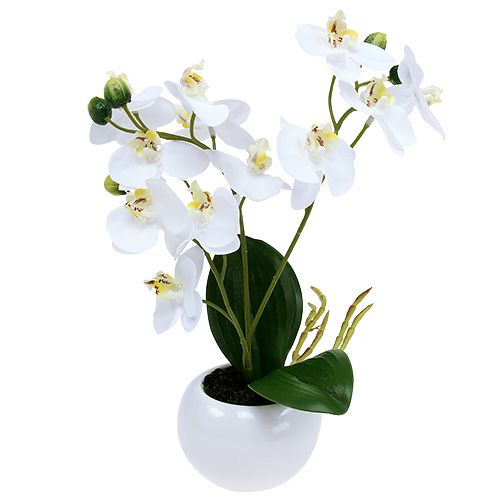 Floristik24 Orchidee in vaso 30 cm bianche