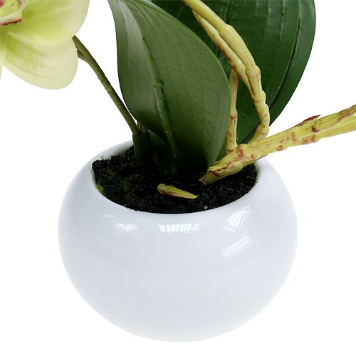 Floristik24 Orchidea in vaso verde H30cm