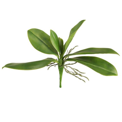 Prodotto Foglie di orchidea con radici aeree artificiali 34x8x18cm