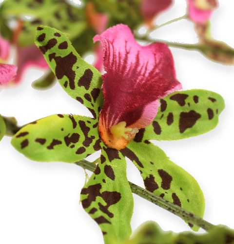 Prodotto Ramo di orchidea verde / rosa 105 cm