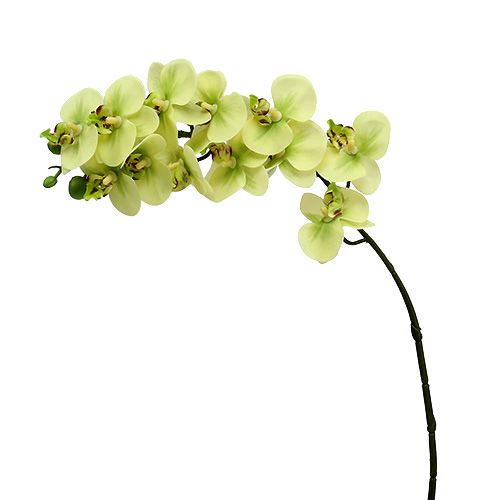 Floristik24 Ramo di orchidea verde chiaro L58cm