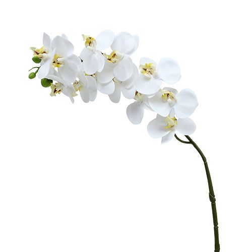 Floristik24 Ramo di orchidea bianco L58cm